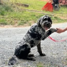 Stripes aka Ernie - Blue merle male Aussiedoodle puppy in Asheboro, North Carolina from Stellar Aussies