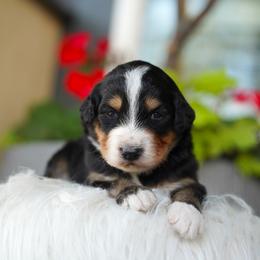 Dexter - Black tri-color male Aussiedoodle puppy in Spokane, Washington from Lilac City Doodles