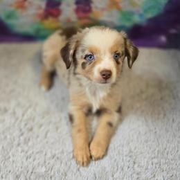 Lily - Red merle female Miniature Australian Shepherd puppy in Church Hill, Tennessee from Hippie Dog Haven