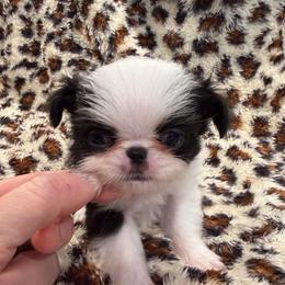 Girl 1 - Black and white female Japanese Chin puppy in Little Rock, Arkansas from Montra Japanese Chin & Cavalier King Charles Spaniels