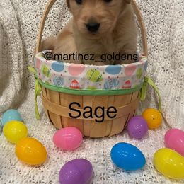 Girl 6 - Golden Retriever puppy in Victorville, California from Martinez Goldens