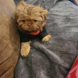 Shih Tzu Puppies from Tammy's Shihtzu Shack
