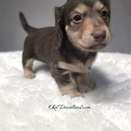 Maximus - Chocolate and cream male Dachshund puppy in Oklahoma City, Oklahoma from OkieDoxieland Dachshunds