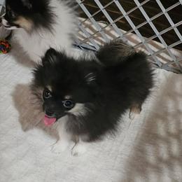 Maggie - Tri-colored female Pomeranian puppy in Youngsville, New York from Starlight Poms