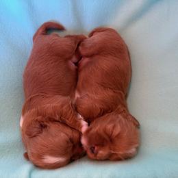 Boy 1 - Red male Havanese puppy in Hillsboro, Virginia from Bella Dulce
