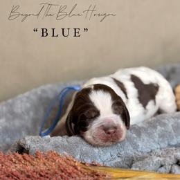 Blue - Liver white and roan male English Springer Spaniel puppy in Brownsville, Texas from South Texas Springers