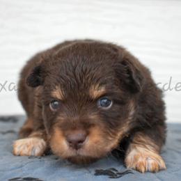 Red - Red tri male Miniature Australian Shepherd puppy in Lubbock, Texas from Texas Bluebonnet Herders