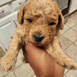 Poodles from Bella Babies