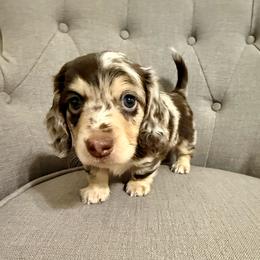 Juno - Dapple male Dachshund puppy in Fort Gibson, Oklahoma from Cooper’s Dachshunds