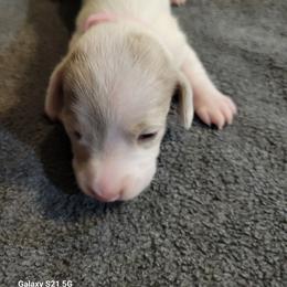Dachshund Puppies from Weenies on the Lake