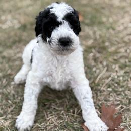 Girl 1 - Parti female Goldendoodle puppy in Washington, Illinois from Lola Bear Goldendoodles