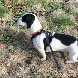 Stella - Dachshund