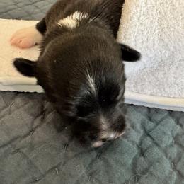 Itlao Ferreira - Black male Havana Silk Dog puppy in Mevhanicsburg, Pennsylvania from Treasure Isle Silks