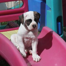 American Bulldog Puppies from Ferocia Kennels