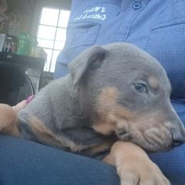 Girl 4 - Blue and rust female Doberman Pinscher puppy in Camden, South Carolina from Mo dobermans