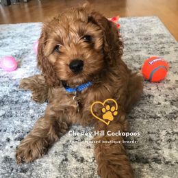 Cockapoo Puppies from Chesley Hill Cockapoos