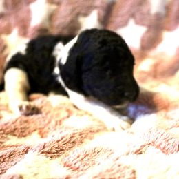 Autumn - Parti female Poodle puppy in Meadowbrook, California from Standard Poodle Pups