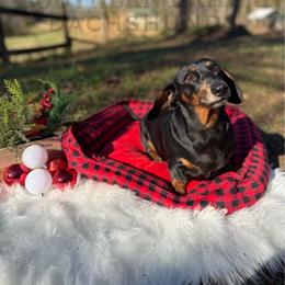 Roxie - Dachshund