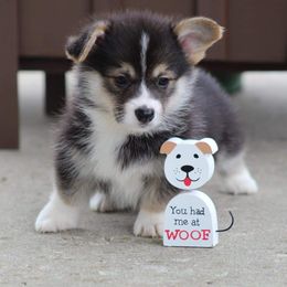 Basset Hound and Pembroke Welsh Corgi Puppies from Northstar Corgis and Basset Hounds