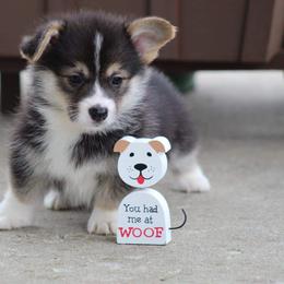 Basset Hound and Pembroke Welsh Corgi Puppies from Northstar Corgis and Basset Hounds