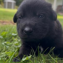 Crow - Bi-color male German Shepherd puppy in Salem, Ohio from von den Kilöff Working German Shepherds