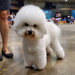 Rocco - Bichon Frise