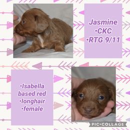 Jasmine - Red female Dachshund puppy in Lufkin, Texas from L & A Dachshunds