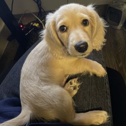 Dachshund Puppies from Loveland Doxies