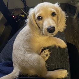 Dachshund Puppies from Loveland Doxies