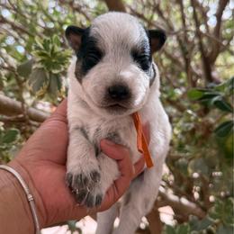 Ollie - Blue speckled male Australian Cattle Dog puppy in Sahuarita, Arizona from A2 Australian Cattle Dogs