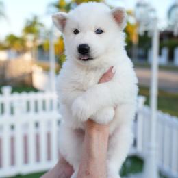 Bear - White male Siberian Husky puppy in Miami, Florida from Blue Moon Huskies