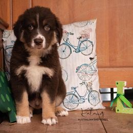 Australian Shepherds from Kalang Australian Shepherds