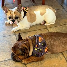 French Bulldog puppies from Rock N’ Roll Frenchies