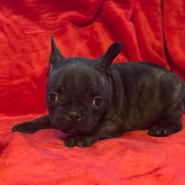 Rudolph - Brindle male French Bulldog puppy in Joplin, Missouri from Midwest Beautiful Frenchies