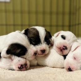 Border Collie and Russell Terrier Puppies from T/K Russell Terriers & Border Collies