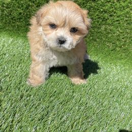 Cockapoo Puppies from Puppie Poos 4 U