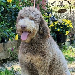 Aussiedoodles, Bernedoodles, and Goldendoodles from Mikkiana's Doodles
