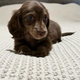 Chocolate and cream brindle - Chocolate and cream male Dachshund puppy in Defuniak Springs, Florida from Anastasia Knight's Cocker Spaniels