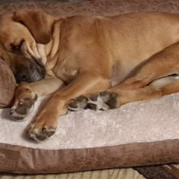 Australian Cattle Dogs, Great Danes, and Pembroke Welsh Corgis from Paul's Pups