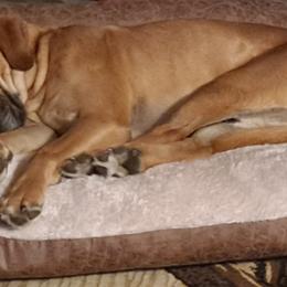 Australian Cattle Dogs, Great Danes, and Pembroke Welsh Corgis from Paul's Pups