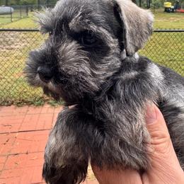Beau - Salt and pepper male Miniature Schnauzer puppy in Boaz, Alabama from Sweet Home Schnauzers