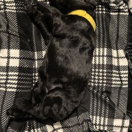 Goldendoodle and Poodle Puppies from Doodles by Design