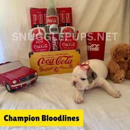 Lil' Danny Boy - White male Bulldog puppy in Tremonton, Utah from Snuggle Pups