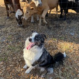 Chief - Miniature Australian Shepherd