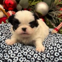 Girl 1 - Black tan and white female Japanese Chin puppy in Clark County, Nevada from My Pride Poodles & Japanese Chins