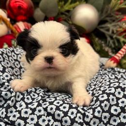 Girl 1 - Black tan and white female Japanese Chin puppy in Clark County, Nevada from My Pride Poodles & Japanese Chins