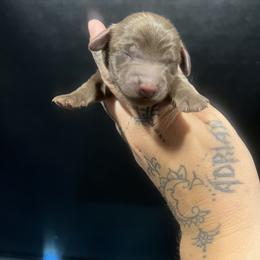 Mocha - Chocolate female Dachshund puppy in Riverside, California from Ashley’s canine collective