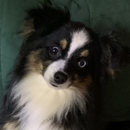 Tonka - Toy Australian Shepherd