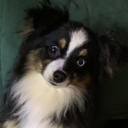 Tonka - Toy Australian Shepherd