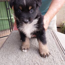 Knight - Black tri-color male Australian Shepherd puppy in Cherry Grove, Oregon from TLC Dream and Pureland Australian Shepherds